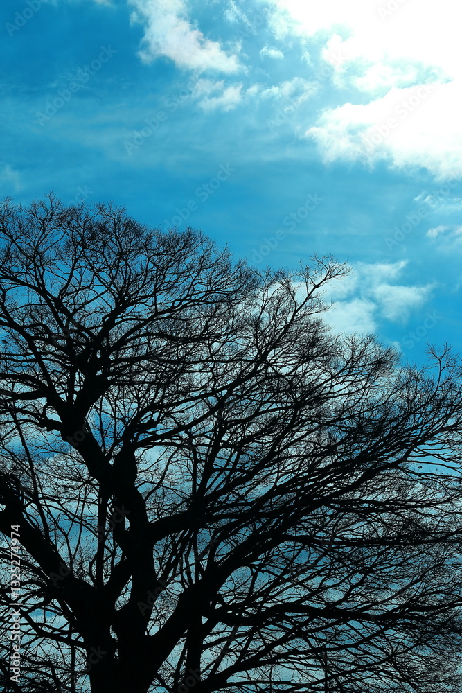 Fototapeta premium 雲と青空と大木の隙間から差し込む朝日