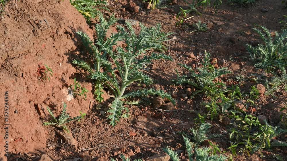 Argemone mexicana plant. Its other names Mexican poppy,  Mexican prickly poppy, flowering thistle,  cardo, and cardosantois. This a species of poppy. It is also referred to as kateli ka phool in India