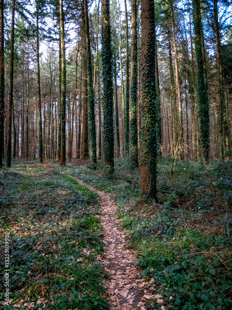 Obraz premium Pfad durch den Wald