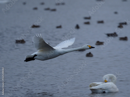 Fototapeta Naklejka Na Ścianę i Meble -  低空飛行する白鳥