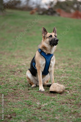 german shepherd dog