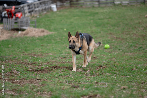 german shepherd dog