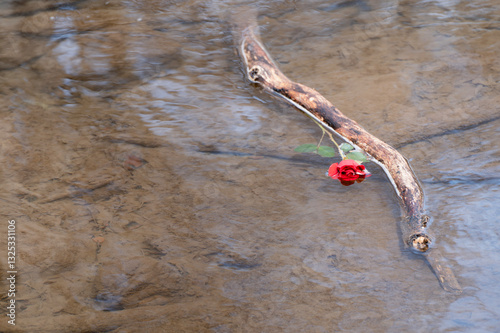 a red rose in water