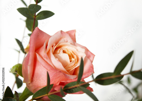 Eucalyptus pablo and pink roses.