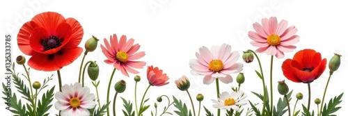 Crimson poppies & gerbera daisies, pure white setting, backdrop, vivid, simple