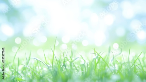 Green fresh grass lawn in Spring.