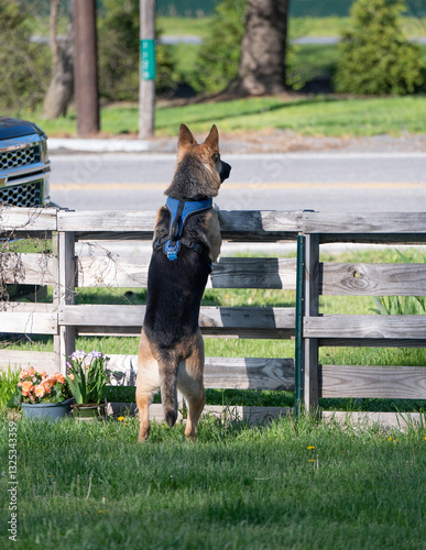 Guard dog at fence