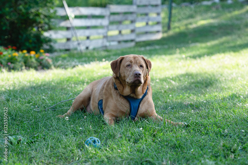 dog in the grass