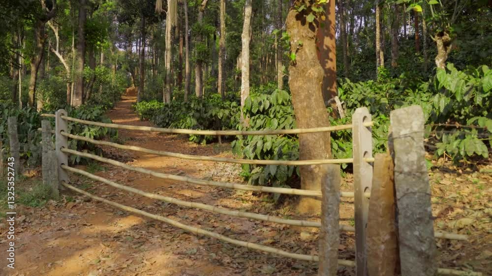 Interiors of Coffee estate with Bettle nuts tree Interiors of Coffee estate with Bettle nuts tree