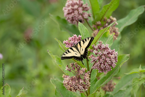 Swallowtail in the milkweed