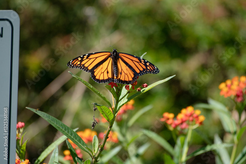 butterfly on a flower