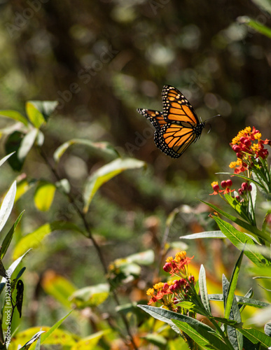 Monarch butterfly in flight