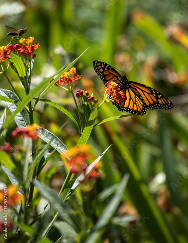 butterfly on flower
