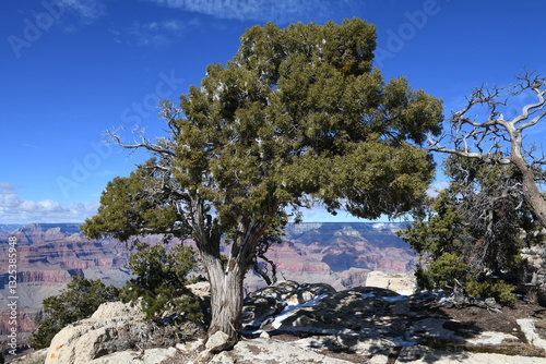Pinyon Pine