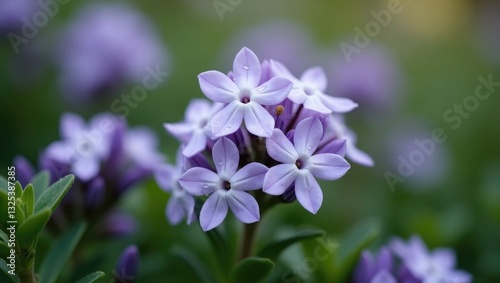 Spring blooming of mountain blue creeping phlox in garden close-up