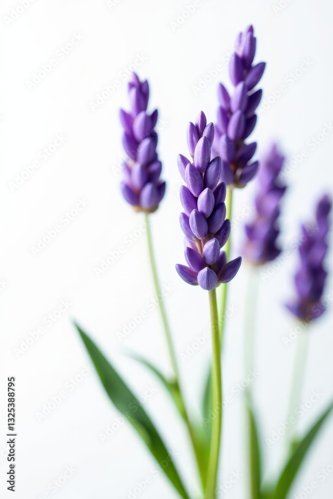 Naklejka premium Close-up of delicate lavender sprigs, pure white backdrop , flower, design