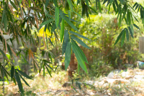 Large bamboo leaves in Thailand
