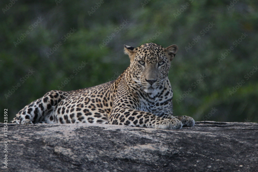 Sri Lankan leopard in Yala National Park, Sri Lanka Sri Lankan leopard in Yala National Park, Sri Lanka