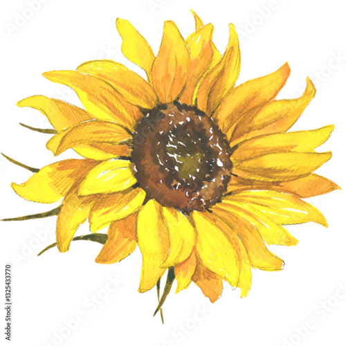 sunflower on white background