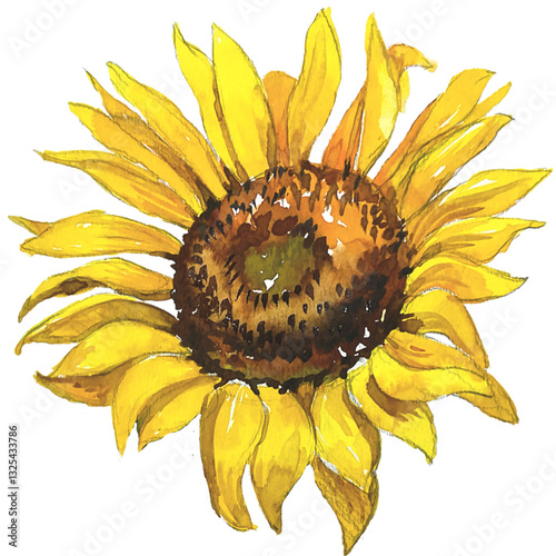 sunflower on white background