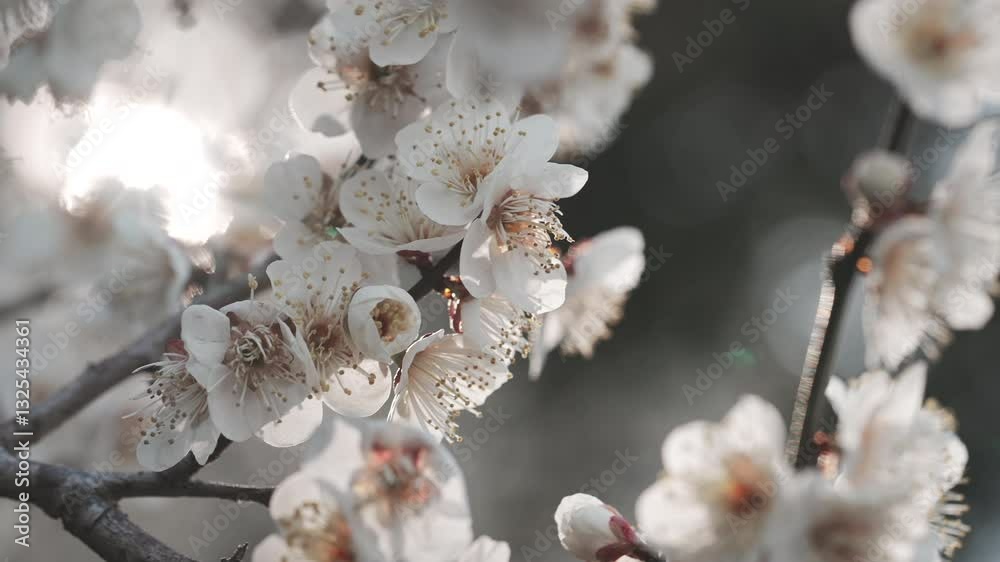 朝日を浴びて輝く梅の花