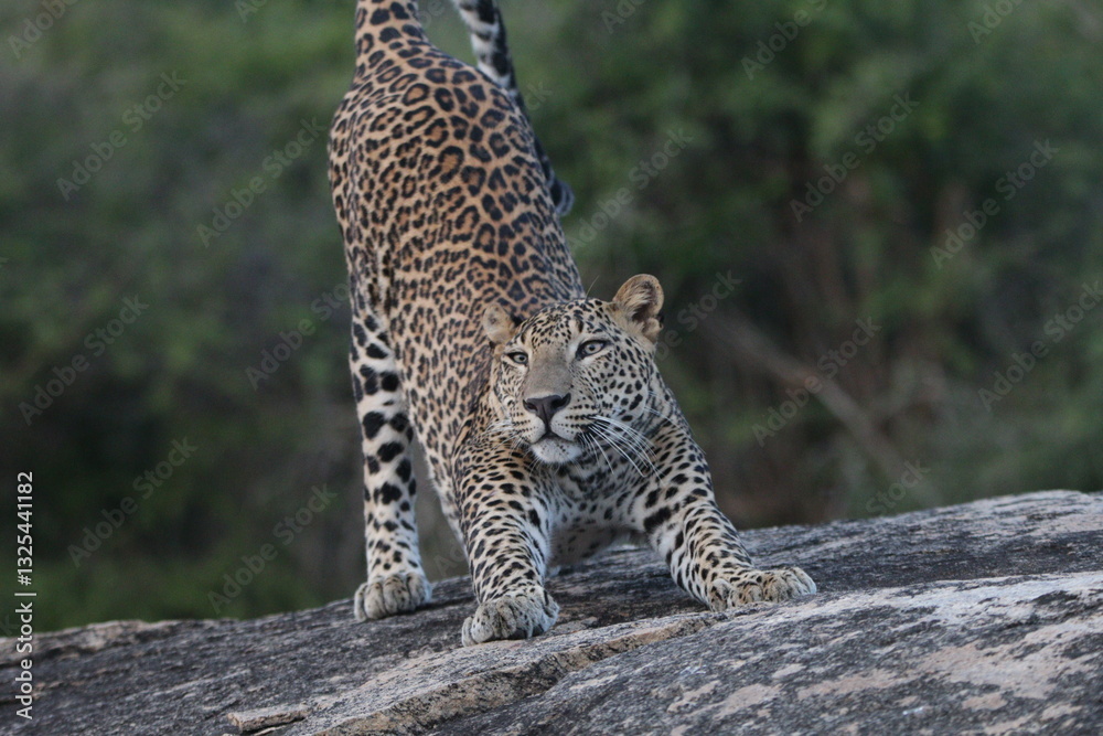 Sri Lankan leopard in Yala National Park, Sri Lanka Sri Lankan leopard in Yala National Park, Sri Lanka