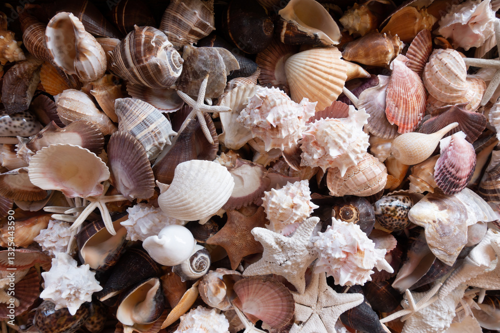 An assortment of shells and starfish on display near the coast of San Diego, California