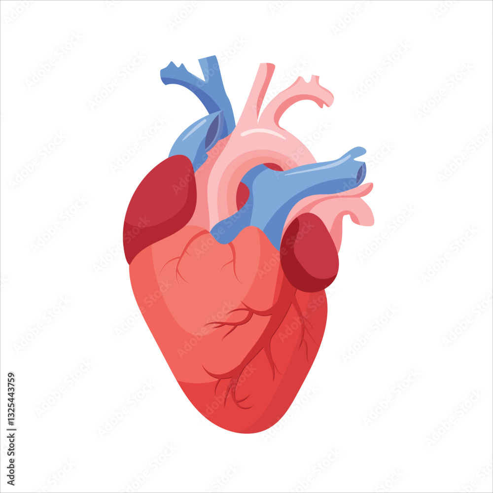 Anatomical heart vector flat design Anatomical heart vector flat design
