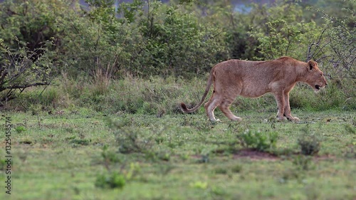 Heavily pregnant lioness limps, hobbles across frame with injured leg