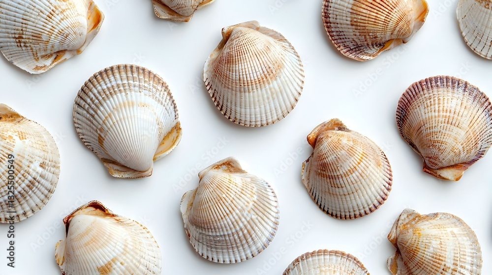 shell surface texture pattern isolated white shell surface texture pattern isolated white