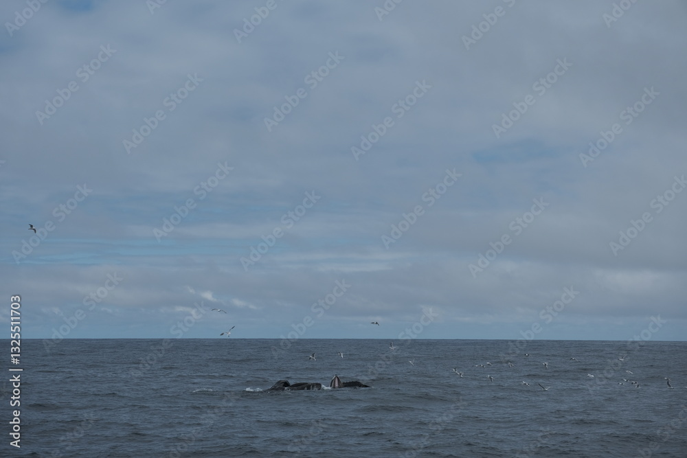 Obraz premium A pod of whales half breaching with flock of seagulls in Kenai Fjords, Alaska (multiple whale breach)
