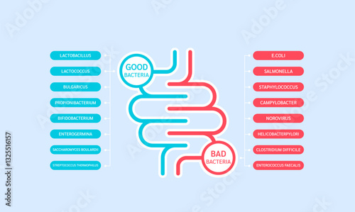 Bacterial flora for stomach and intestine. Good bad bacteria infographics. Medical science concept. Banner vector EPS10.