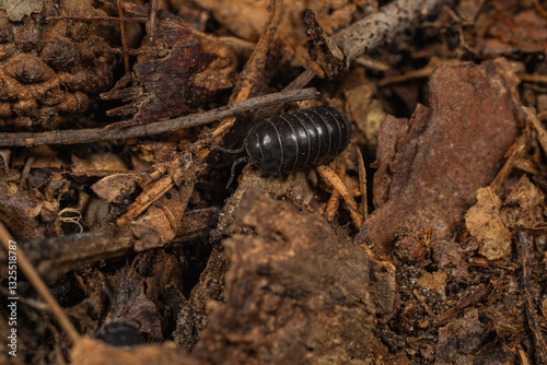 roly-poly on ground