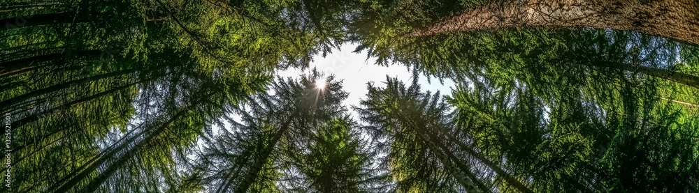Obraz premium A tranquil scene showcasing the interplay of light and nature in a forest setting.