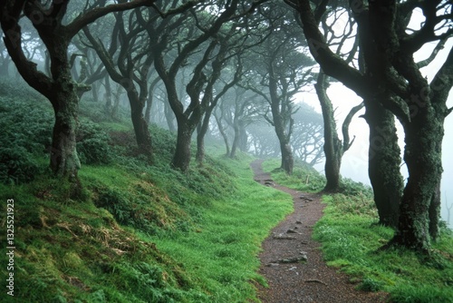 Misty forest path winding through lush greenery photo