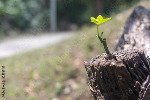 Begins of life