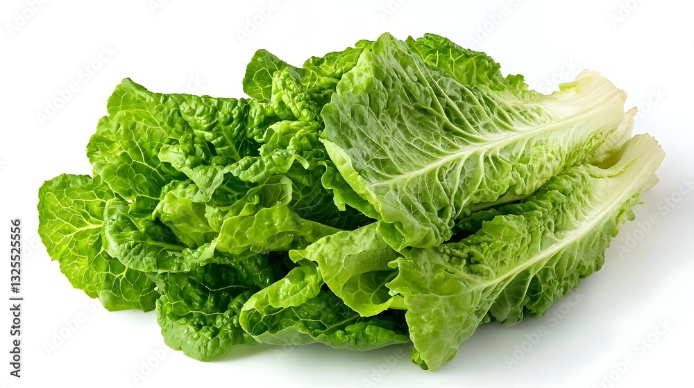 fresh roman lettuce on a white background fresh roman lettuce on a white background