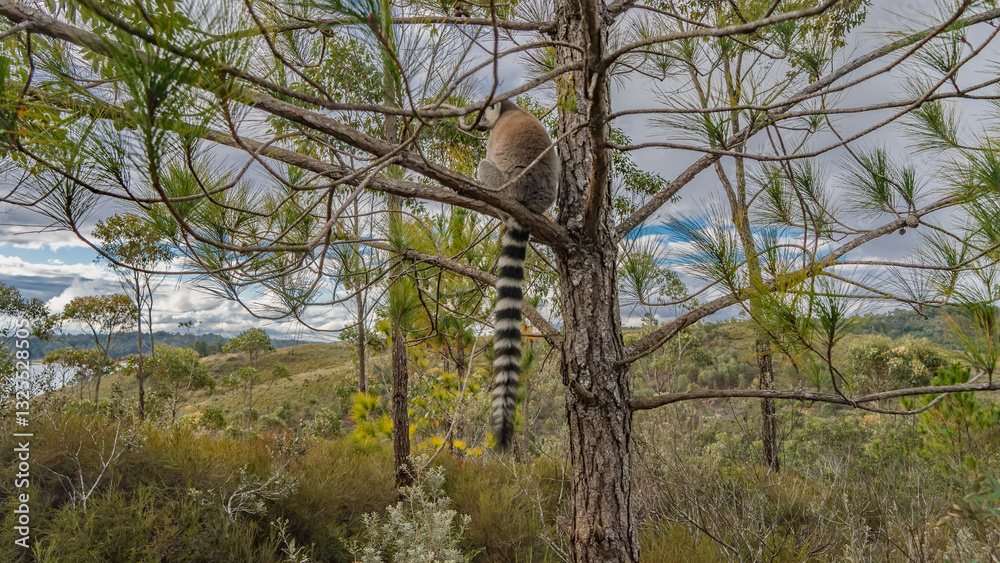 Fototapeta premium Ring-tailed lemur catta sits on a branch of a coniferous tree, looking into the distance. A long striped tail hangs down. Green vegetation. Blue sky, clouds. Madagascar. Lemur Island. Nosy Soa Park