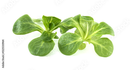 Tableau sur toile Fresh Green Lamb's Lettuce on White Background