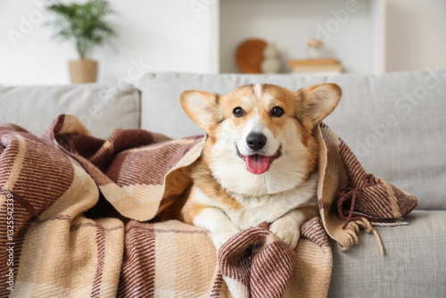 Cute Corgi dog with plaid lying on sofa at home