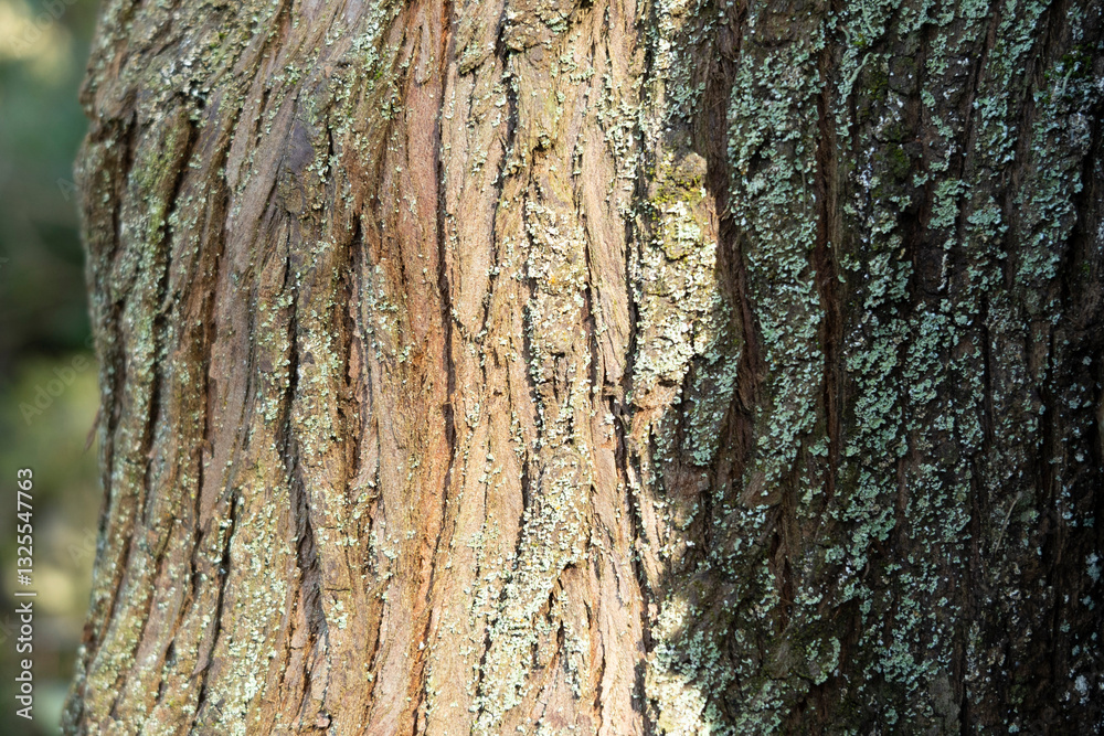 Obraz premium tree bark texture