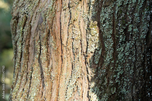 tree bark texture