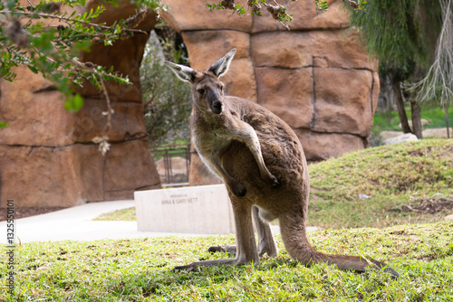 kangaroo in the grass