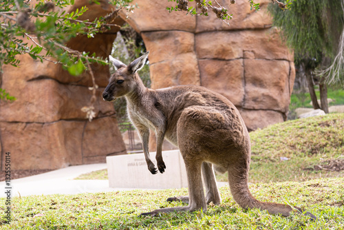kangaroo in the grass
