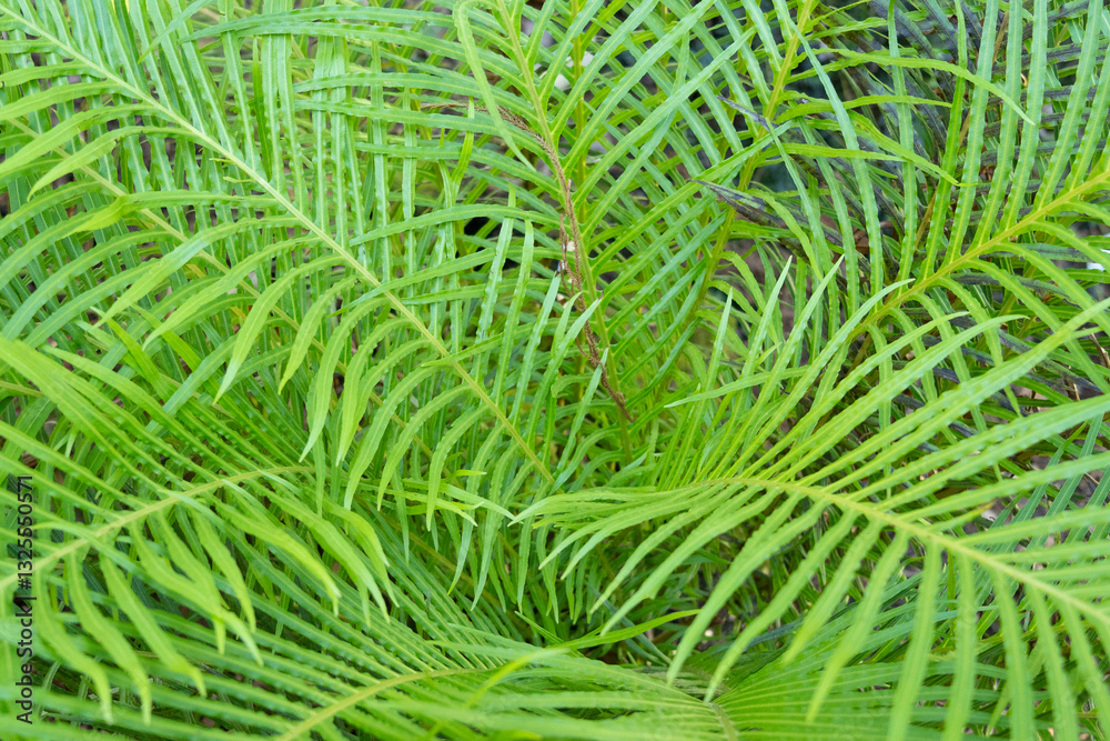 Fototapeta premium close up of fern