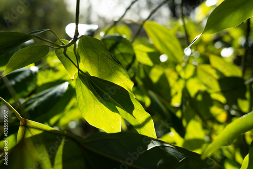 green leaves in the sun