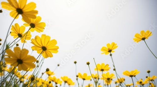 Beautiful Artistic Beautiful Exclusive Unique High-Quality Beautiful Professional Exclusive Elegant - Bright yellow cosmos flowers are featured in a lo   Unique Artistic Elegant Elegant Unique Uni