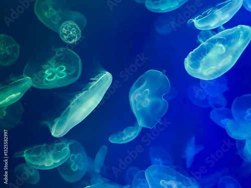 Photography jellyfish in the water