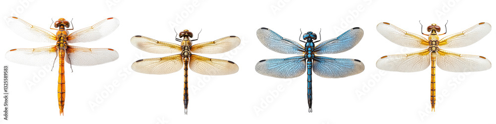 Diverse Dragonfly Species Captured in Stunning Close Up Photography Showcasing Their Intricate Wings and Graceful Aerial Movement These captivating images highlight the beauty diversity Diverse Dragonfly Species Captured in Stunning Close Up Photography Showcasing Their Intricate Wings and Graceful Aerial Movement These captivating images highlight the beauty diversity