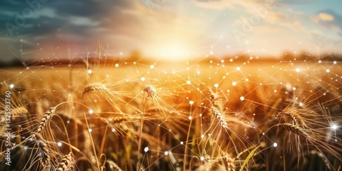 Golden Wheat Field with Digital Network
